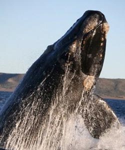 right Whale